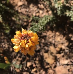 Oxylobium ellipticum at Cotter River, ACT - 2 Nov 2021