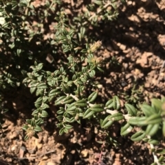 Oxylobium ellipticum at Cotter River, ACT - 2 Nov 2021