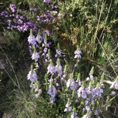 Euphrasia collina (Purple Eye-bright) at Cotter River, ACT - 1 Nov 2021 by BrianH