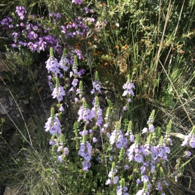 Euphrasia collina (Purple Eye-bright) at Namadgi National Park - 1 Nov 2021 by BrianH