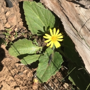 Cymbonotus sp. (preissianus or lawsonianus) at Cotter River, ACT - 2 Nov 2021