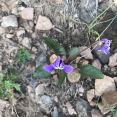 Viola betonicifolia subsp. betonicifolia (Arrow-Leaved Violet) at Namadgi National Park - 1 Nov 2021 by BrianH