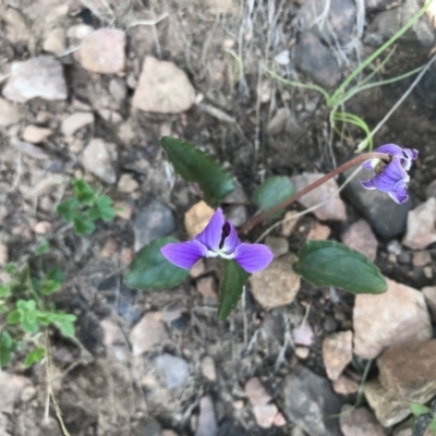 Viola betonicifolia subsp. betonicifolia (Arrow-Leaved Violet) at Cotter River, ACT - 2 Nov 2021 by BrianH