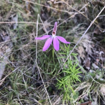 Caladenia carnea (Pink Fingers) at Cotter River, ACT - 1 Nov 2021 by BrianH