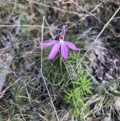 Caladenia carnea (Pink Fingers) at Namadgi National Park - 1 Nov 2021 by BrianH