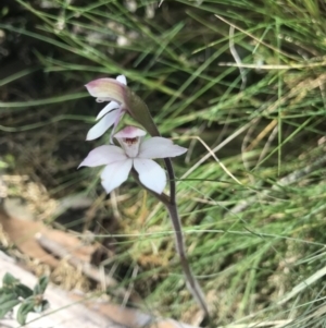 Caladenia alpina at Cotter River, ACT - 2 Nov 2021