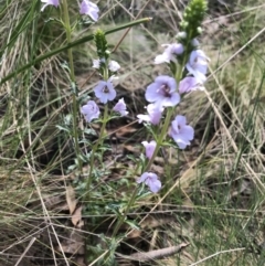 Euphrasia collina subsp. paludosa at Cotter River, ACT - 2 Nov 2021 by BrianH