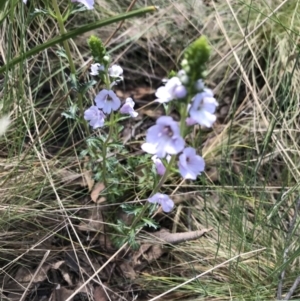 Euphrasia collina subsp. paludosa at Cotter River, ACT - 2 Nov 2021