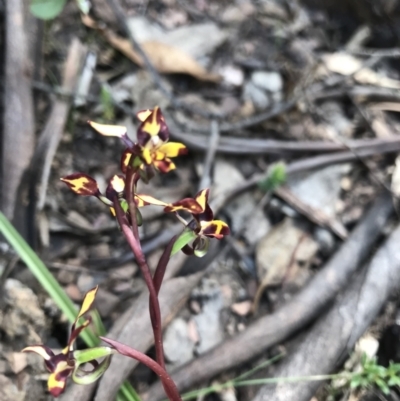 Diuris pardina (Leopard Doubletail) at Namadgi National Park - 1 Nov 2021 by BrianH