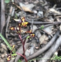 Diuris pardina (Leopard Doubletail) at Cotter River, ACT - 1 Nov 2021 by BrianH