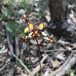 Diuris pardina at Cotter River, ACT - 2 Nov 2021