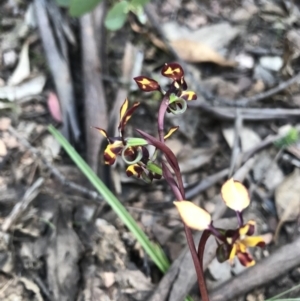 Diuris pardina at Cotter River, ACT - 2 Nov 2021