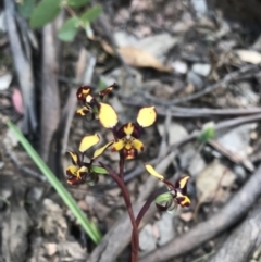 Diuris pardina at Cotter River, ACT - 2 Nov 2021