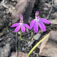Caladenia carnea (Pink fingers) at Cotter River, ACT - 1 Nov 2021 by BrianH