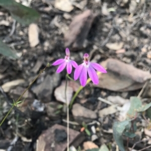 Caladenia carnea at Cotter River, ACT - 2 Nov 2021