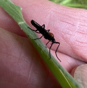 Bibio sp. (genus) at Murrumbateman, NSW - 2 Nov 2021