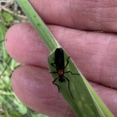 Bibio sp. (genus) at Murrumbateman, NSW - 2 Nov 2021 01:21 PM