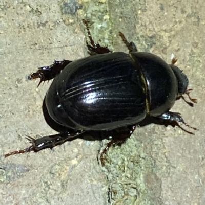 Heteronychus arator (African black beetle) at Jerrabomberra, NSW - 1 Nov 2021 by Steve_Bok