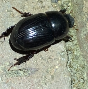 Heteronychus arator at Jerrabomberra, NSW - suppressed