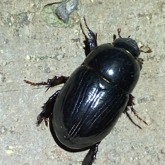 Heteronychus arator at Jerrabomberra, NSW - suppressed