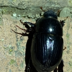 Heteronychus arator at Jerrabomberra, NSW - suppressed