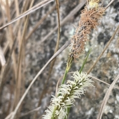 Carex gaudichaudiana (Fen Sedge) at Paddys River, ACT - 1 Nov 2021 by JaneR