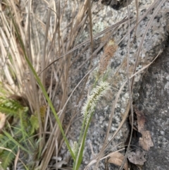 Carex gaudichaudiana at Paddys River, ACT - 1 Nov 2021