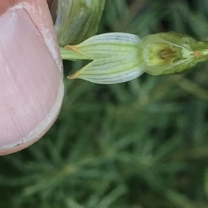 Bunochilus montanus (ACT) = Pterostylis jonesii (NSW) at Cotter River, ACT - 2 Nov 2021