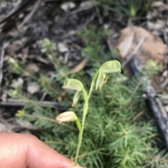 Bunochilus montanus (ACT) = Pterostylis jonesii (NSW) at Cotter River, ACT - suppressed