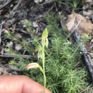 Bunochilus montanus (ACT) = Pterostylis jonesii (NSW) at Cotter River, ACT - 2 Nov 2021