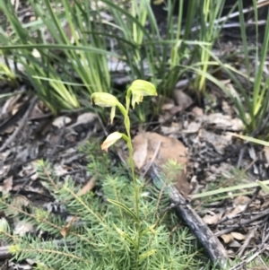 Bunochilus montanus (ACT) = Pterostylis jonesii (NSW) at Cotter River, ACT - 2 Nov 2021