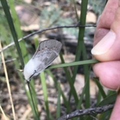 Pinara undescribed species near divisa at Cotter River, ACT - 2 Nov 2021 by BrianH