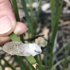 Pinara undescribed species near divisa at Cotter River, ACT - 2 Nov 2021 10:27 AM