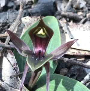 Chiloglottis valida at Cotter River, ACT - suppressed