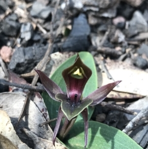 Chiloglottis valida at Cotter River, ACT - suppressed