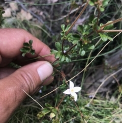 Boronia algida (Alpine Boronia) at Namadgi National Park - 2 Nov 2021 by BrianH