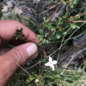 Boronia algida at Cotter River, ACT - 2 Nov 2021