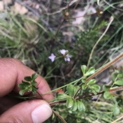 Boronia algida at Cotter River, ACT - suppressed