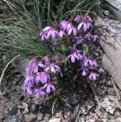 Tetratheca bauerifolia (Heath Pink-bells) at Namadgi National Park - 2 Nov 2021 by BrianH