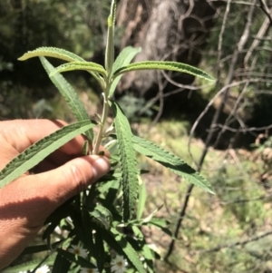 Olearia lirata at Cotter River, ACT - 2 Nov 2021