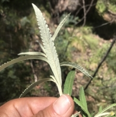 Olearia lirata at Cotter River, ACT - 2 Nov 2021