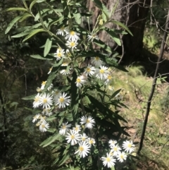 Olearia lirata at Cotter River, ACT - 2 Nov 2021