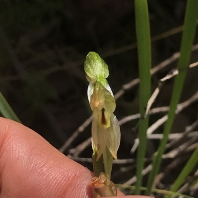 Bunochilus montanus (ACT) = Pterostylis jonesii (NSW) (Montane Leafy Greenhood) at Cotter River, ACT - 2 Nov 2021 by BrianH