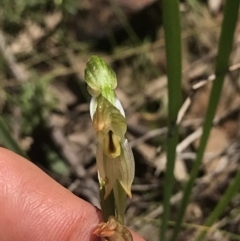 Bunochilus montanus (ACT) = Pterostylis jonesii (NSW) at Cotter River, ACT - 2 Nov 2021