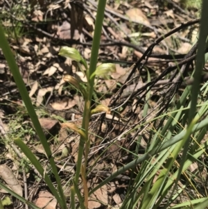 Bunochilus montanus (ACT) = Pterostylis jonesii (NSW) at Cotter River, ACT - 2 Nov 2021