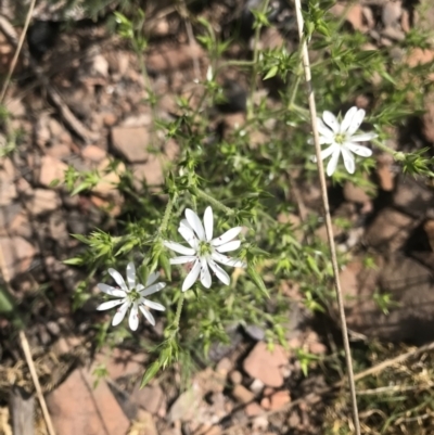 Stellaria pungens (Prickly Starwort) at Cotter River, ACT - 2 Nov 2021 by BrianH