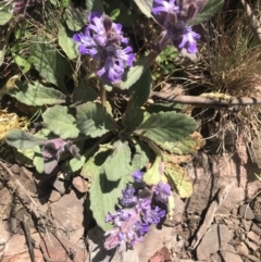 Ajuga australis (Austral Bugle) at Cotter River, ACT - 2 Nov 2021 by BrianH