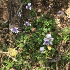 Viola hederacea (Ivy-leaved Violet) at Cotter River, ACT - 2 Nov 2021 by BrianH