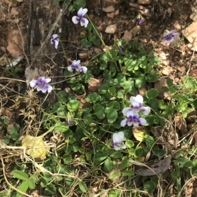 Viola hederacea (Ivy-leaved Violet) at Cotter River, ACT - 2 Nov 2021 by BrianH