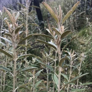 Olearia megalophylla at Cotter River, ACT - 2 Nov 2021